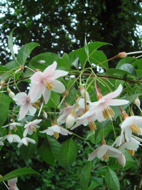 Stryrax japonica 'Pink Chimes' fleur